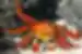 Brightly coloured Sally Lightfoot crab