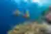 Snorkelling on the Great Barrier Reef off the coast of Australia