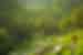 Lush green rice fields in Ubud