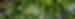 Canopy of the Daintree rainforest in Queensland, Australia