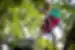 Resplendant Quetzal in the rainforest canopy of Monteverde, Costa Rica