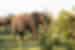 Elephants, Kruger National Park
