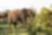 Zimbabwe, Kruger National Park, Elephant walking grass