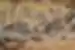 tanzania_serengeti-np_zebra-herd-running_big