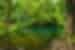 A wide shot of a clear-water river surrounded by lush green jungle