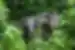 Pygmy elephant on the shores of Kinabatangan River