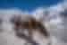 Yak walking, Everest Base Camp, Nepal