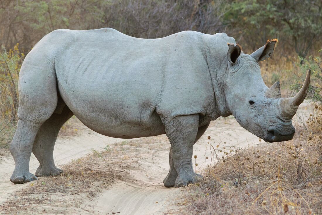 Botswana-Khama-rhino-sanctuary-Botswana