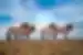 Group of four Przewalski's wild horses stand on steppe grassland in Khsutai National Park