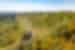Passenger train creeps through the forested countryside of Ontario