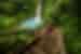 Exploring the verdant rainforests of Costa Rica