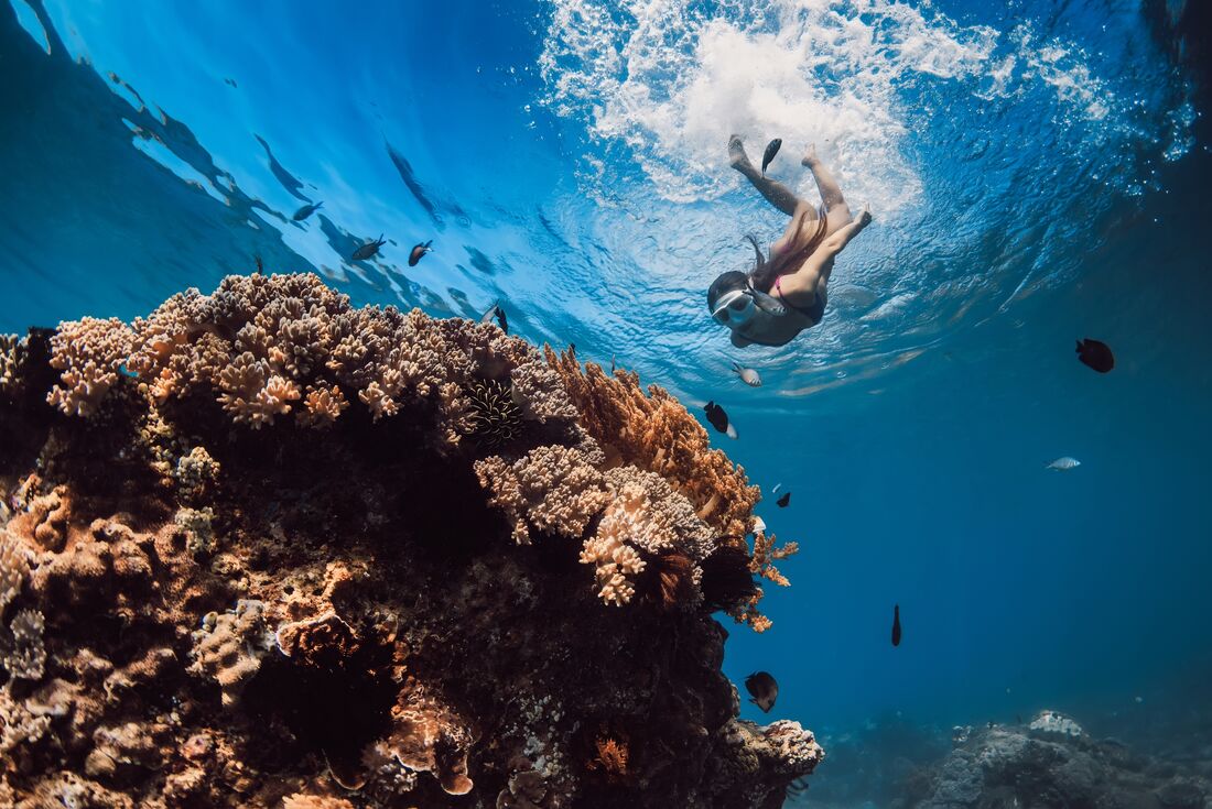 Intrepid traveller snorkelling and diving into Ningaloo Reef