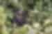 Gorilla munching on leaves in Bwindi Impenetrable Forest in Uganda