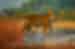 Bengal Tiger looks back at camera in Bandhavgarh National Park amidst green, red and yellow foliage