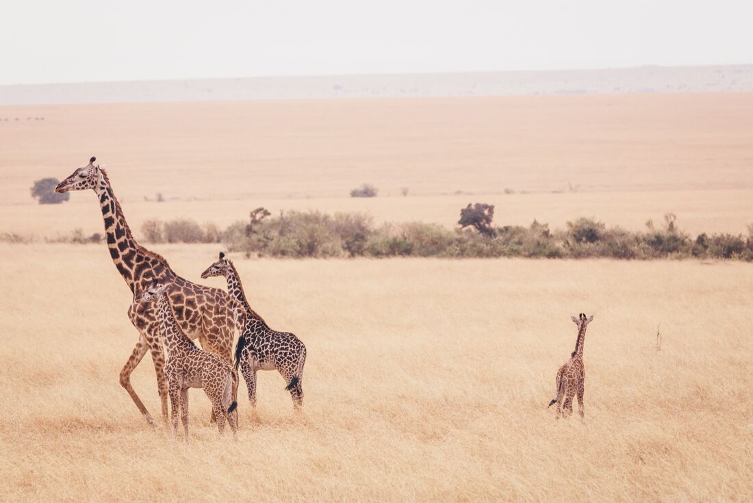 kenya masai mara giraffes
