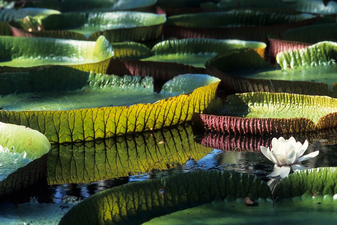 Giant Amazon lily flower and pads in Peru