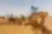 Travellers riding camels in Sahara Desert, Morocco