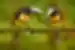 Two Collared Aracari birds sitting on a branch in Costa Rica