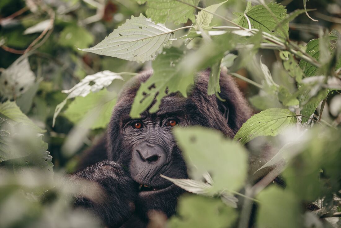 Gorilla in the Bwindi Impenetrable Forest, Uganda