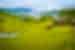 Green fields at Toraja Village, Indonesia