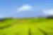 Mount Fuji seen beyond carefully arrayed green fields in the Japanese countryside