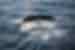 Humpback whale sighted off the coast of Greenland
