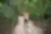 Woman walking on path through rainforest in Mossman Gorge