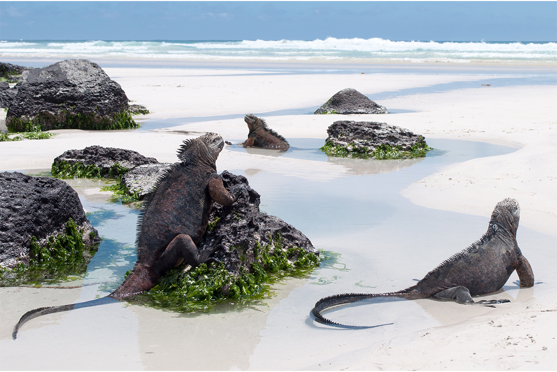 Galapagos_Island_Wildlife
