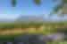 south-africa_cape-town_vineyard-mountain-flowers