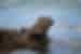 Marine Iguana emerges from the water in the Galapagos