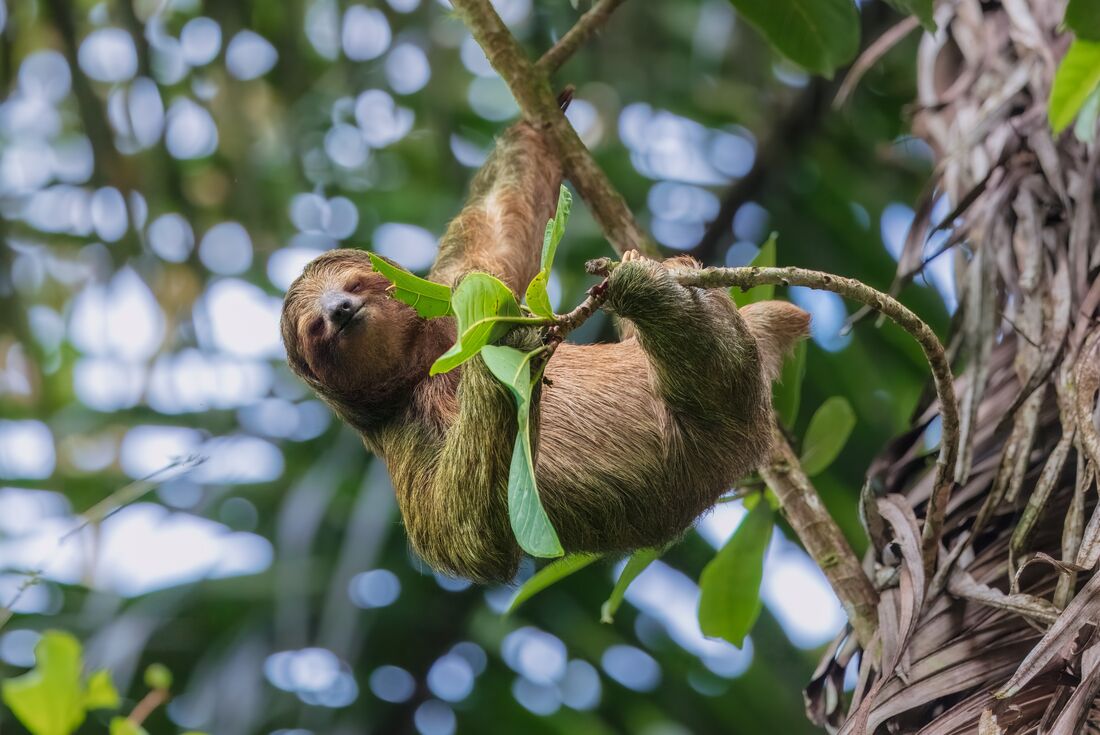 Three toed sloth in Asis Proyecto climbing a tree