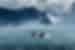 Gentoo penguins swim jump and dive off the coat of Antarctica at Royal Bay