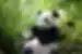 china panda giant bamboo