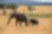 kenya masai mara national park elephant mother child walk