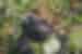 Wild silverback in the forest of Uganda