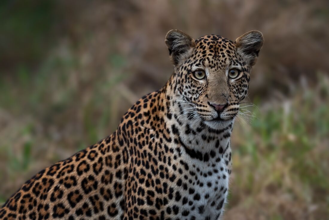 Close shot of African leopard looking up alert at Lake Mburo in Uganda