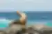 galapagos_sea-lion_rocks-sunning