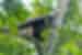 gibbon_indonesia_tanjung-puting