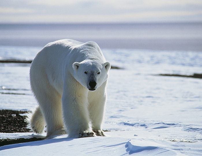 Polar Bear