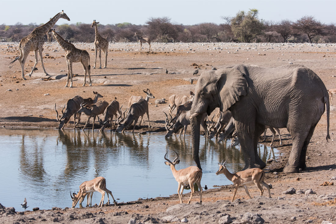 Africa Ethosha NP