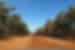 Cape York red orange dirt road stretches to the horizon lined by gum tree forest with hood of car just visible at bottom of shot