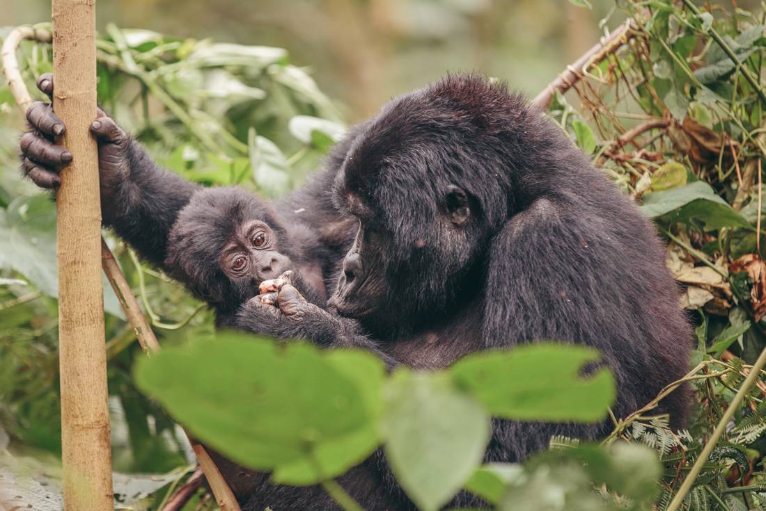 Uganda gorilla trekking