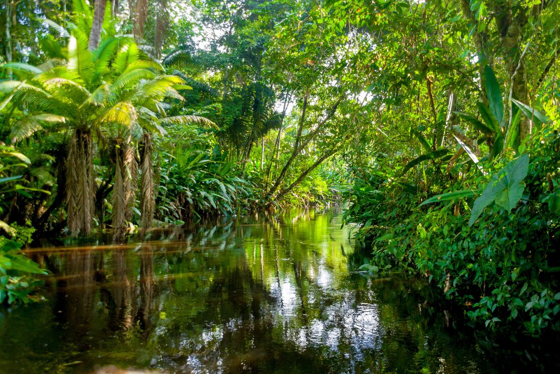 GGSGC_ecuador_amazon_jungle-yasuni-river.