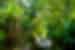 GGSGC_ecuador_amazon_jungle-yasuni-river.